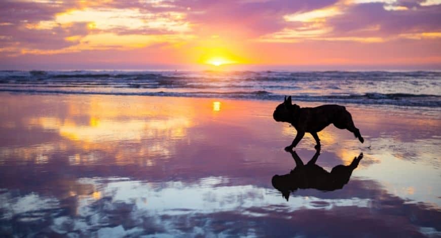 Playas para perros en islas Canarias y Baleares